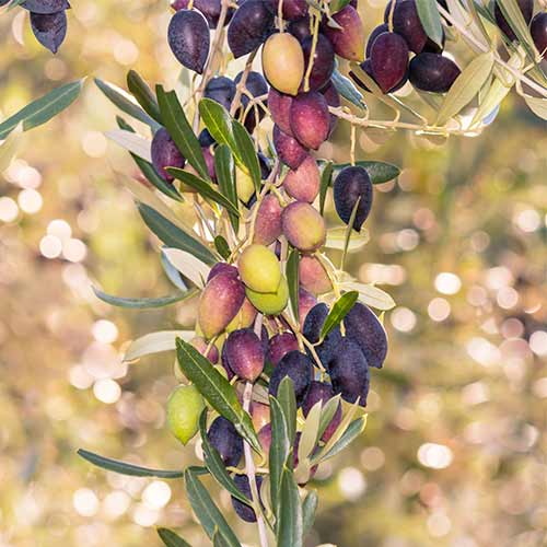 Маслина дърво (columnar) Arbequina изображение 1 артикул 2017