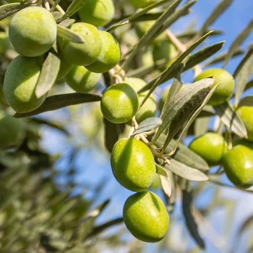 Маслина дърво Damaskinati, C2 изображение 1 артикул 9682