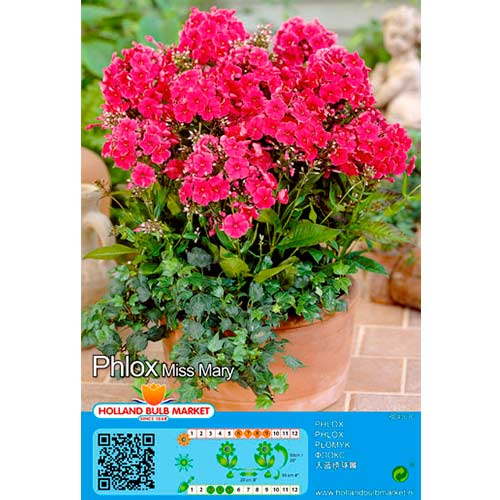 Метличен флокс Miss Mary артикул фото 1 Метличен флокс Miss Mary изображение 1 артикул 76490