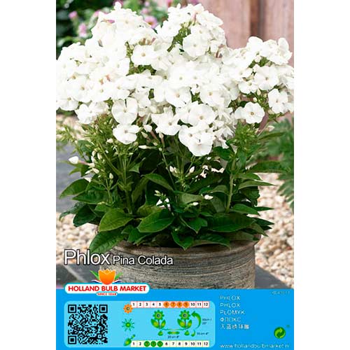 Метличен флокс Pina Colada артикул фото 1 Метличен флокс Pina Colada изображение 1 артикул 76492
