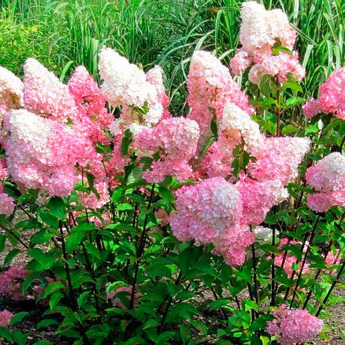 Метличеста хортензия Vanille Fraise изображение 3 артикул 9038