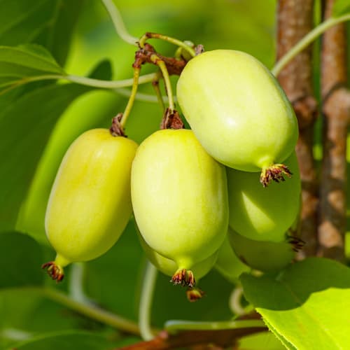 Мини киви (актинидия) Chang Bai Giant, С2 артикул фото 1 Мини киви (актинидия) Chang Bai Giant, С2 изображение 1 артикул 5456