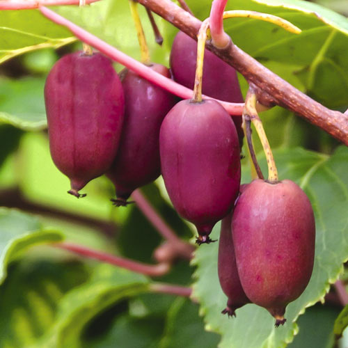Мини киви (актинидия) Scarlet September Kiwi ®, С2 артикул фото 1 Мини киви (актинидия) Scarlet September Kiwi ®, С2 изображение 1 артикул 8201