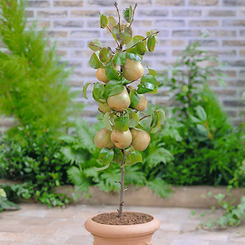 mini Круша GardenPearl® изображение 1 артикул 1646