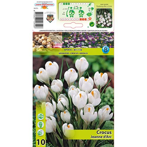 Минзухар Jeanne d' Arc изображение 1 артикул 67332