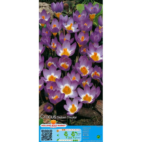 Минзухар Sieberi Tricolor артикул фото 1 Минзухар Sieberi Tricolor изображение 1 артикул 67620