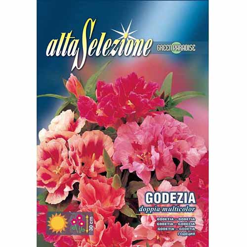 Многоцветна кларкия, смес от цветове изображение 1 артикул 87301