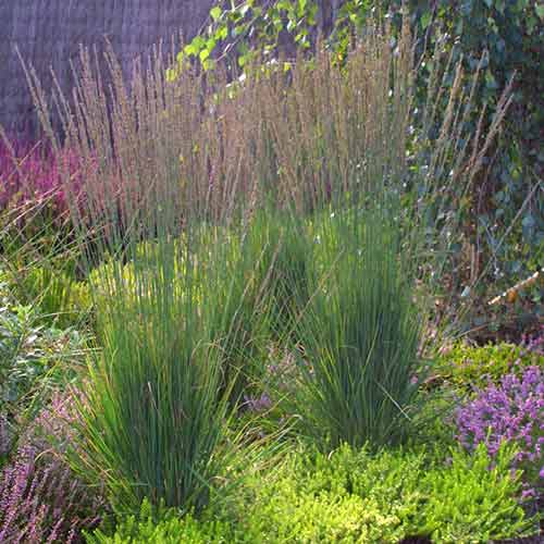 Молиния Moorhexe изображение 1 артикул 4772