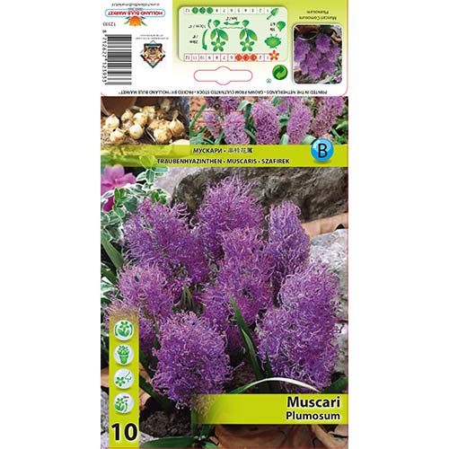 Мускари Plumosum артикул фото 1 Мускари Plumosum изображение 1 артикул 70278