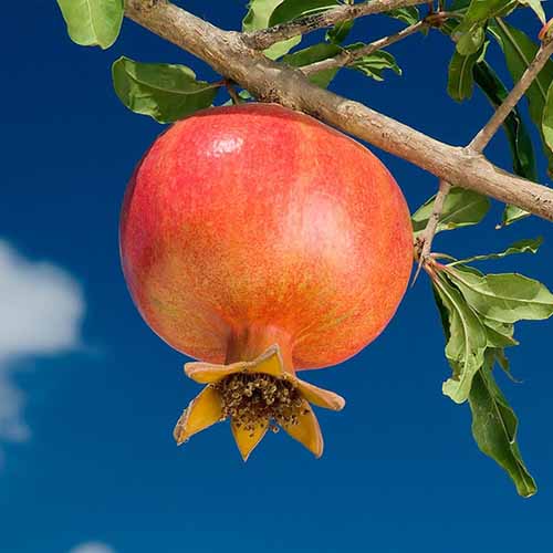 Нар Wonderful, С2 изображение 1 артикул 4868