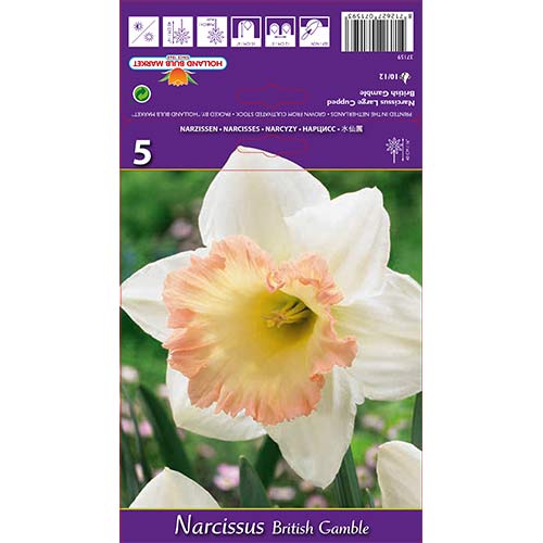 Нарцис British Gamble изображение 1 артикул 67642