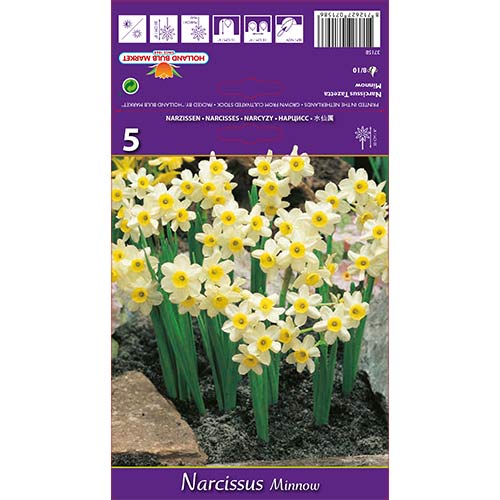Нарцис Minnow изображение 1 артикул 67652
