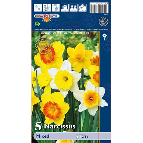 Нарцис тръбен, микс изображение 1 артикул 67665