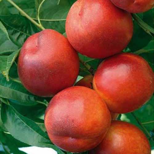 Нектарина Morsiani 90 изображение 1 артикул 4864