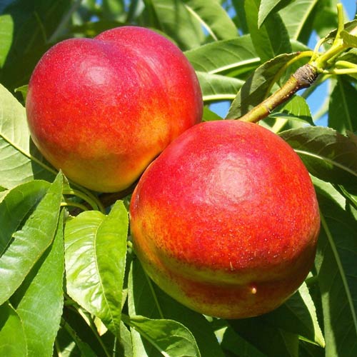 Нектарина Star Coral, C2 изображение 1 артикул 9685