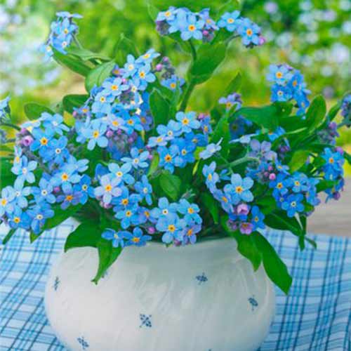 Незабравка Ocean Carpet изображение 1 артикул 96589