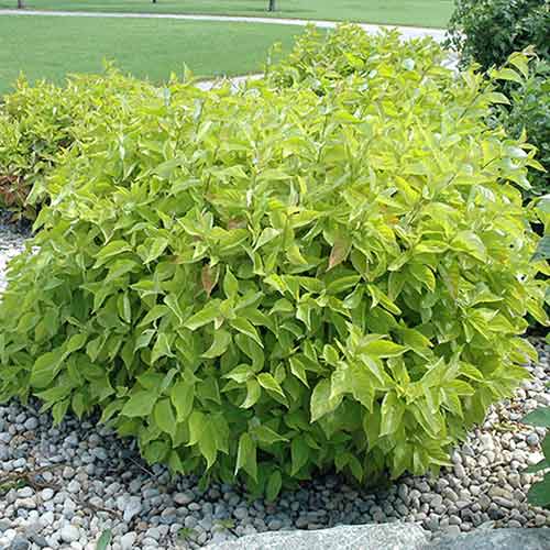 Обикновен дрян Aurea артикул фото 1 Обикновен дрян Aurea изображение 1 артикул 4748