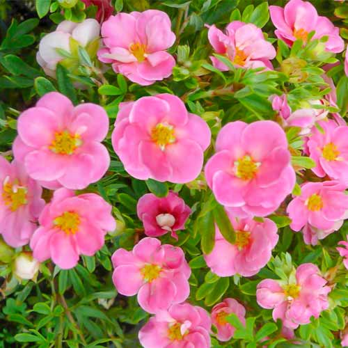 Очиболец храстовиден Bellissima изображение 1 артикул 5620