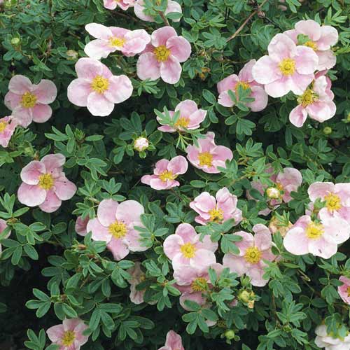 Очиболец храстовиден Princess, С2 изображение 1 артикул 8569