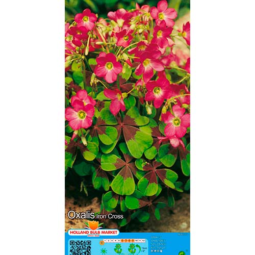 Оксалис Iron Cross изображение 1 артикул 76481