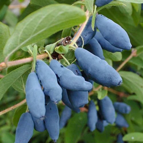 Орлов нокът ядлив Doch Velikana изображение 1 артикул 4697