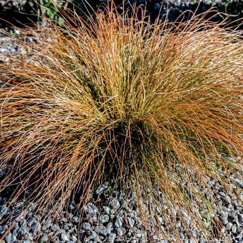 Острица (Carex testacea) Prairie Fire артикул фото 1 Острица (Carex testacea) Prairie Fire изображение 1 артикул 5869