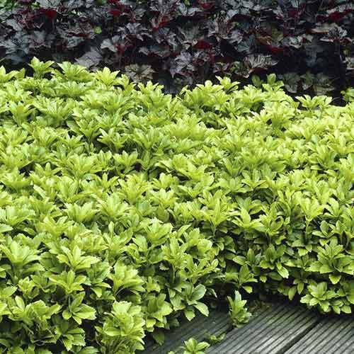 Пахисандра изображение 1 артикул 4773