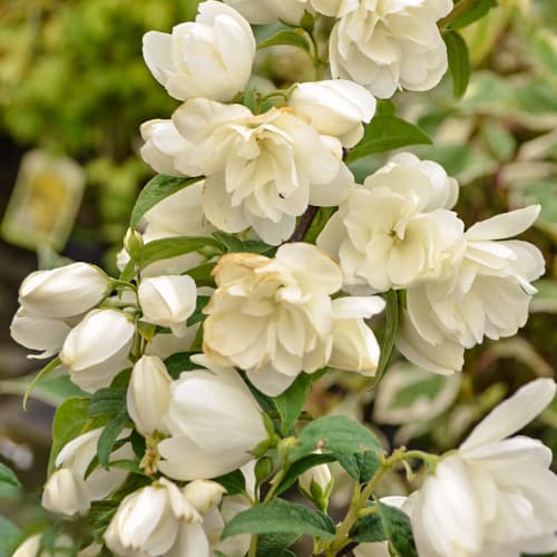 Philadelphus Snowbelle, С2 изображение 1 артикул 7795
