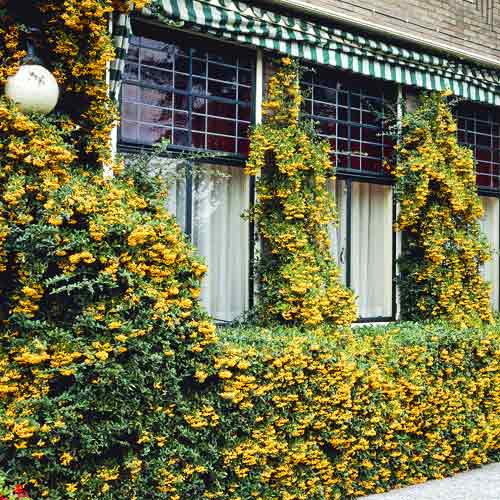 Пираканта Golden Charmer, C3 артикул фото 1 Пираканта Golden Charmer, C3 изображение 1 артикул 7727