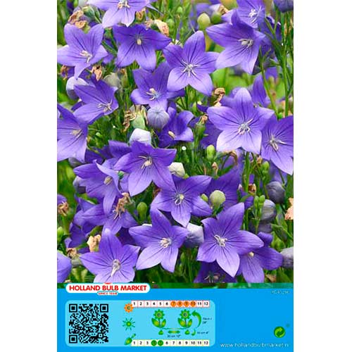 Платикодон Blue артикул фото 1 Платикодон Blue изображение 1 артикул 76497