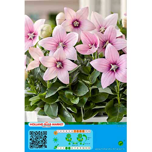 Платикодон Pink артикул фото 1 Платикодон Pink изображение 1 артикул 76498