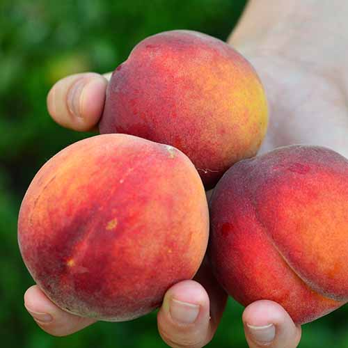 Праскова Fair Time артикул фото 1 Праскова Fair Time изображение 1 артикул 4867