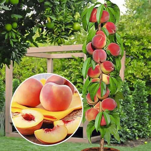 Праскова колона Honey, С2 изображение 1 артикул 1913