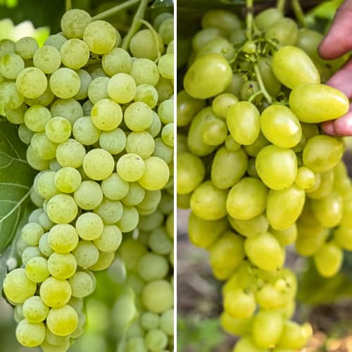 Promo Set! Комплект много ранни лози, 2 сорта изображение 1 артикул 6168