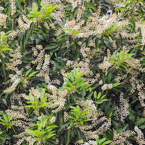 Prunus lusitanica Angustifolia, С2 изображение 1 артикул 7798