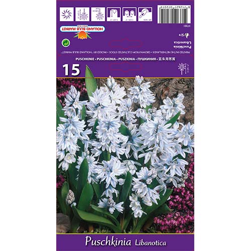 Пушкиния Libanotica изображение 1 артикул 67677