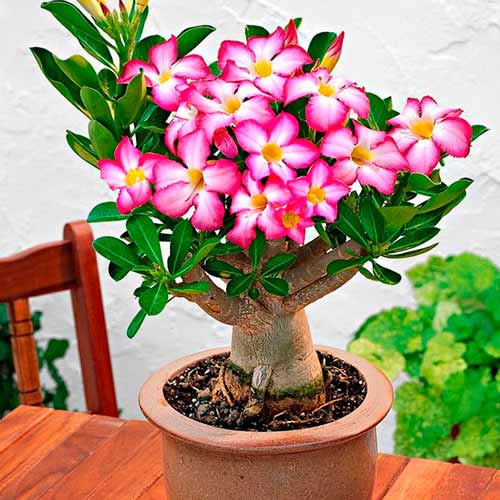 Пустинна роза (Adenium Obesum) изображение 1 артикул 77801