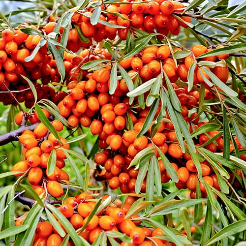 Ракитник (облепиха) Friesdorfer Orange, С2 изображение 1 артикул 5856