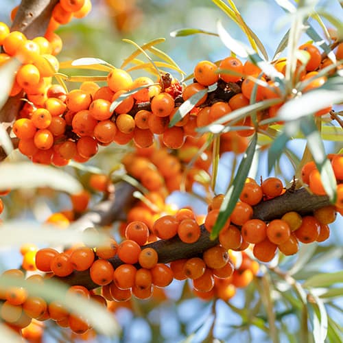 Ракитник (облепиха) Nivelana, P9 изображение 1 артикул 5857