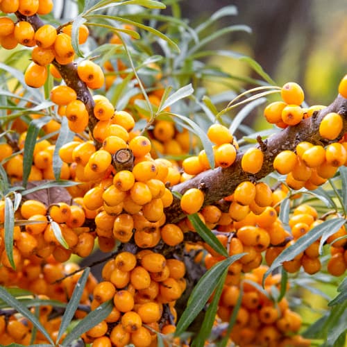 Ракитник (облепиха), P9 изображение 1 артикул 8282