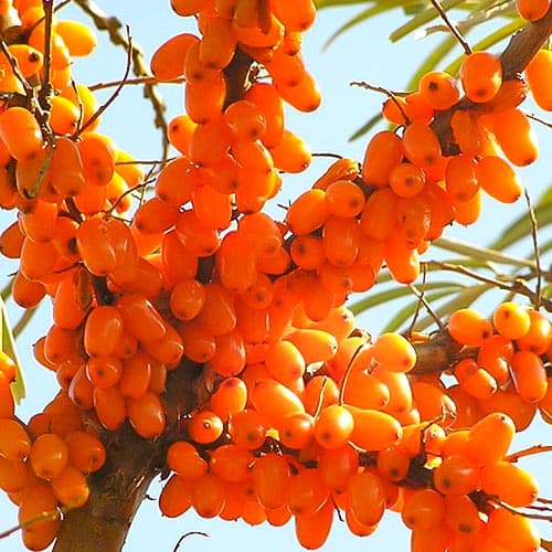 Ракитник (облепиха) Plamiennaja изображение 1 артикул 4704