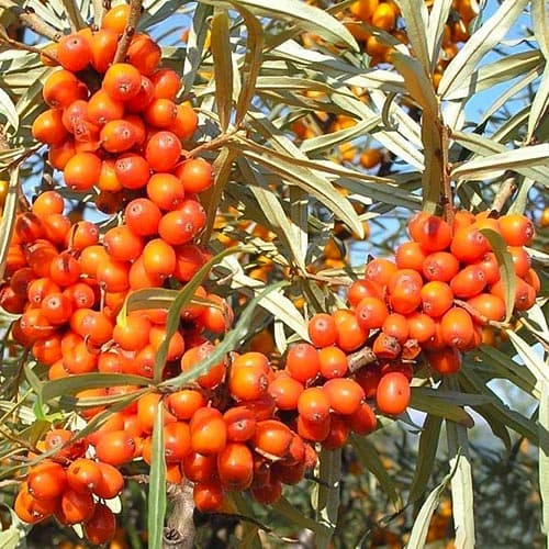 Ракитник (облепиха) Pollmix изображение 1 артикул 4705