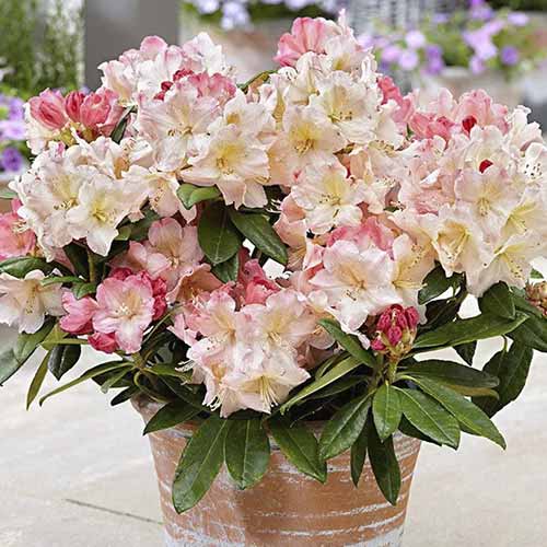 Рододендрон Percy Wiseman изображение 1 артикул 4793