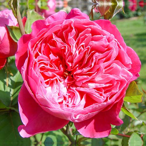 Роза чаен хибрид Accademia® изображение 1 артикул 5547