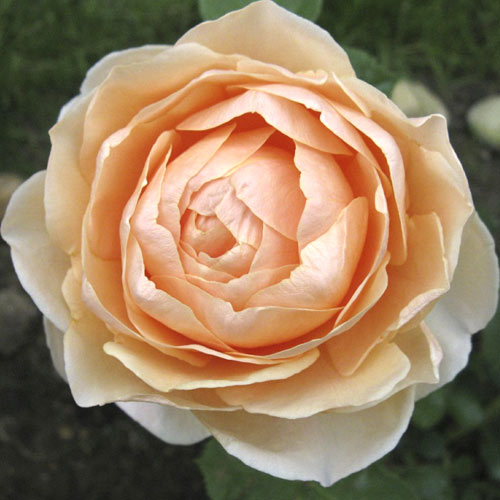 Роза чаен хибрид Anna Fendi®, C5 изображение 1 артикул 5548