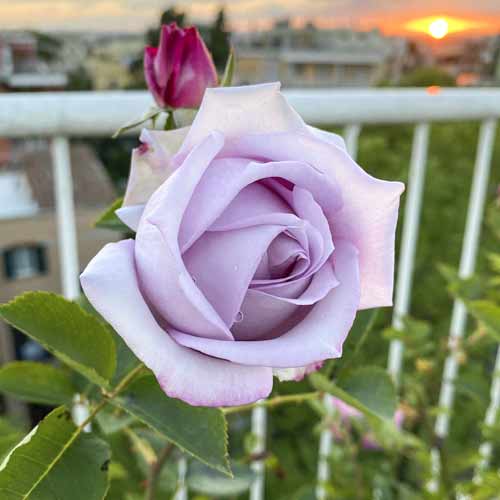 Роза чаен хибрид Blue Monday®, C5 изображение 2 артикул 5528