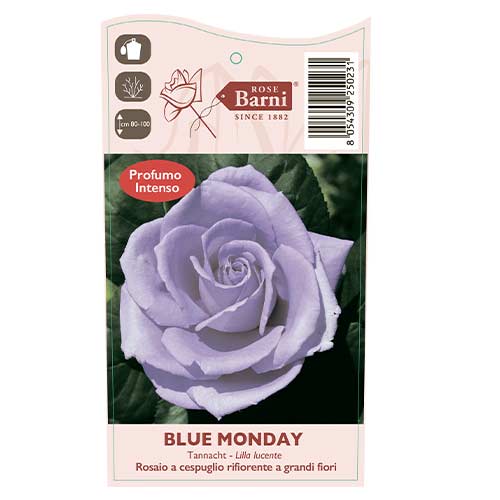 Роза чаен хибрид Blue Monday®, C5 изображение 4 артикул 5528