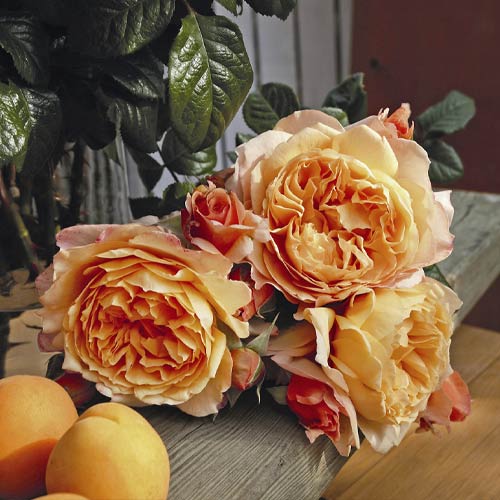 Роза чаен хибрид Capri®, C5 изображение 2 артикул 5556