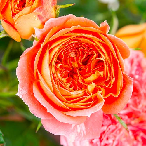 Роза чаен хибрид Carmen изображение 1 артикул 5520