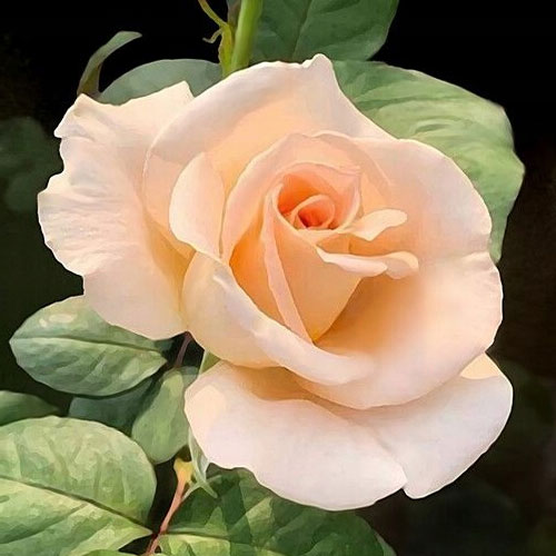 Роза чаен хибрид Casanova, root ball изображение 1 артикул 2120